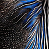 Feather pattern printed craft  vinyl sheet - HTV -  Adhesive Vinyl -  peacock feathers black white blue HTVF4 - Breeze Crafts