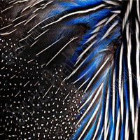 Feather pattern printed craft  vinyl sheet - HTV -  Adhesive Vinyl -  peacock feathers black white blue HTVF4 - Breeze Crafts